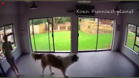 Cat vs dog funny