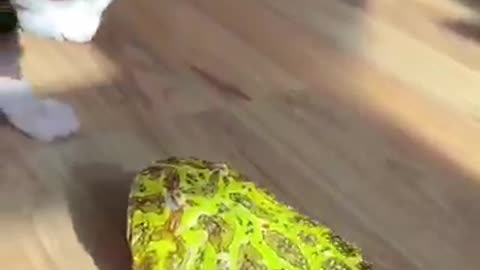 animals_cute 203