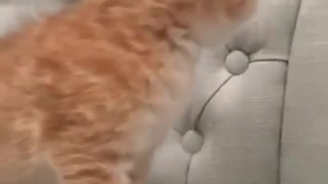 funny animals videos - most adorable cat