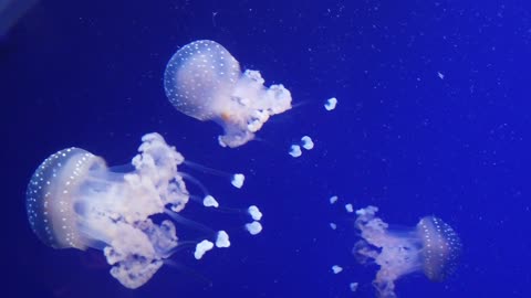 The beauty of the sea is so charming