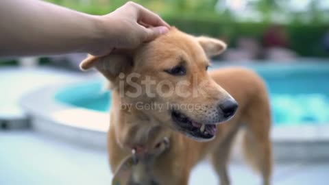 Dog Feel Relaxing when Human petting her🥰