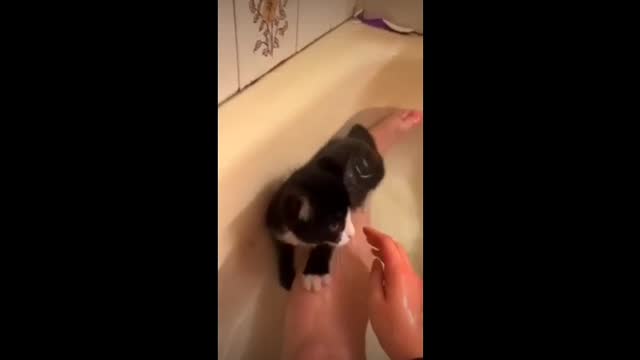 Baby cute cat and fuuny cats video # justcool