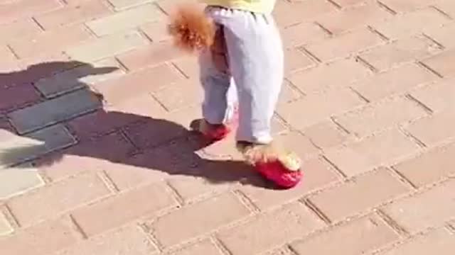 Cute Little Dog Walking