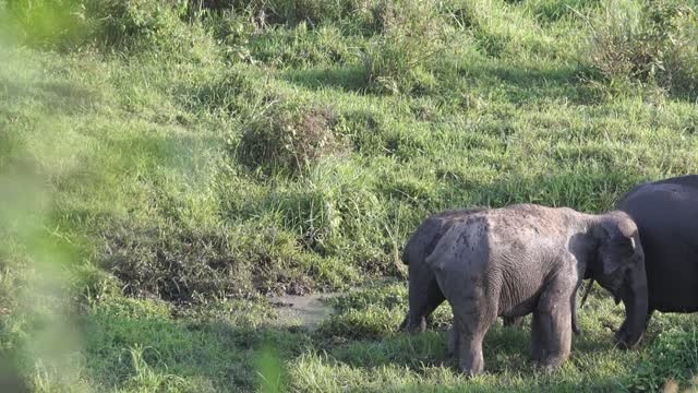 Asian Elephants walking in a jungle