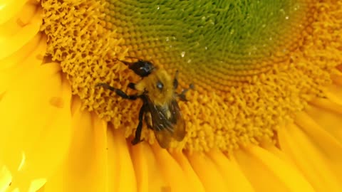 Be like the Bee!