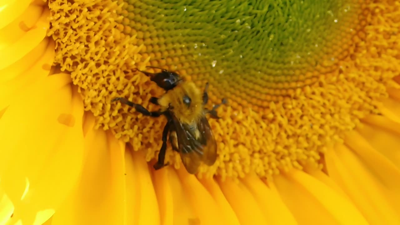 Be like the Bee!