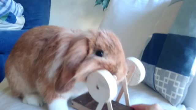 When your bunny doesn't want to play, he makes sure to confiscate his toy