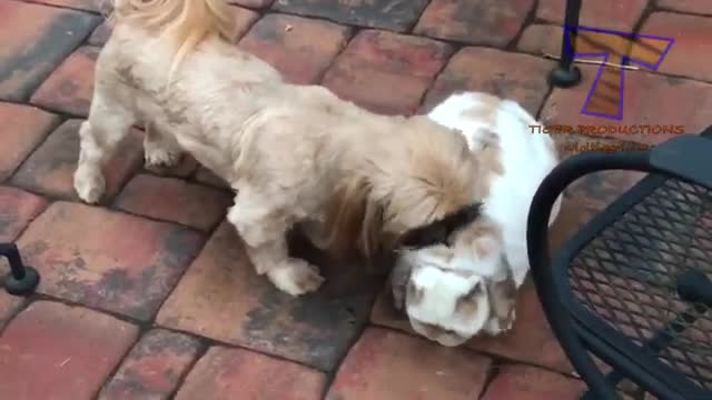 It's EASTER and here are FUNNY BUNNIES - Lots of LAUGH for you! 🐰🤣