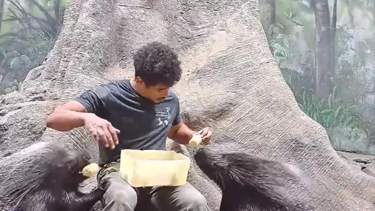 Feeding some very large porcupine ||foryouvedio