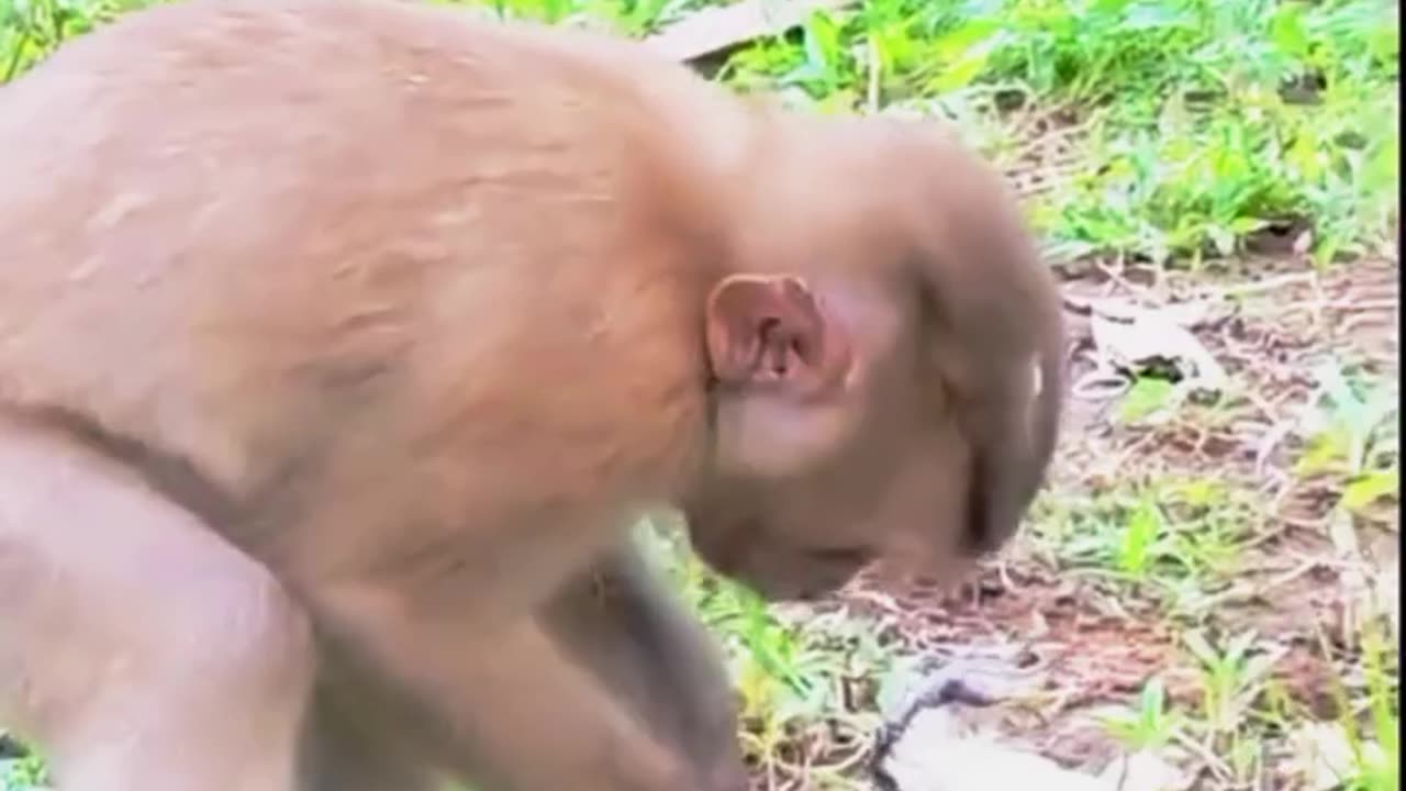 funny videos funny video clip funny videos for kids baby funny video bangla funny video