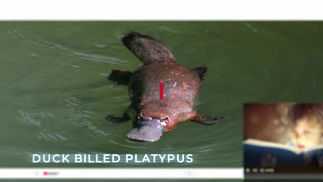 Animals That Lay Eggs! (Chickens Aren't the Only Ones)!