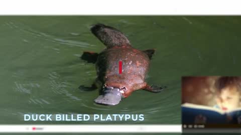 Animals That Lay Eggs! (Chickens Aren't the Only Ones)!