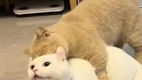 cats love