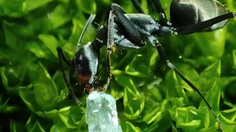 Ant eating sugar cube
