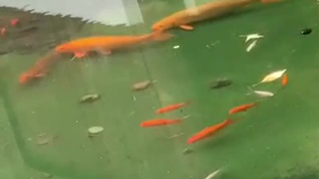 The goldfish King took his sun to look for food
