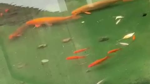The goldfish King took his sun to look for food