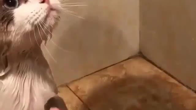 Have you ever seen a cat taking a bath? well here is one