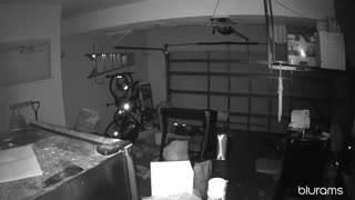Spider on night vision