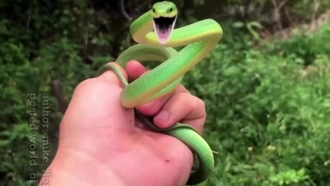 Baby snake