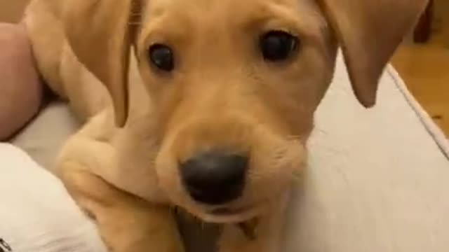 a cute dog video
