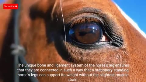 Why Horses' Legs Don't Get Tired When They Sleep?