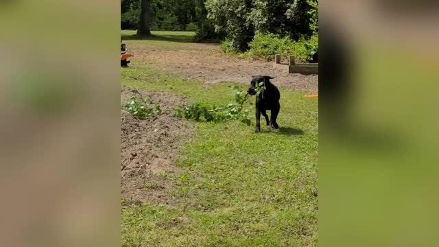 Dog helping with yard work