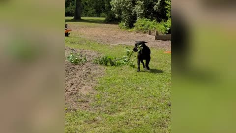 Dog helping with yard work
