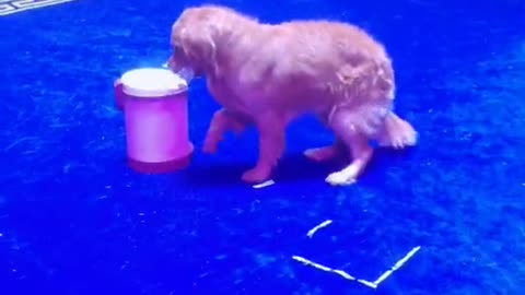 Golden retriever