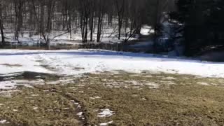 Goats enjoying the nice weather