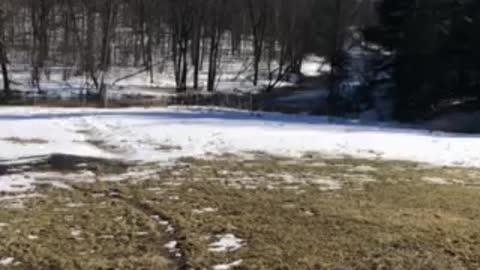 Goats enjoying the nice weather