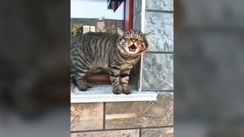 It's awesome how these cats can speak