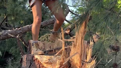 Here’s what a hundred ft. pine tree looks like. #themaryburke