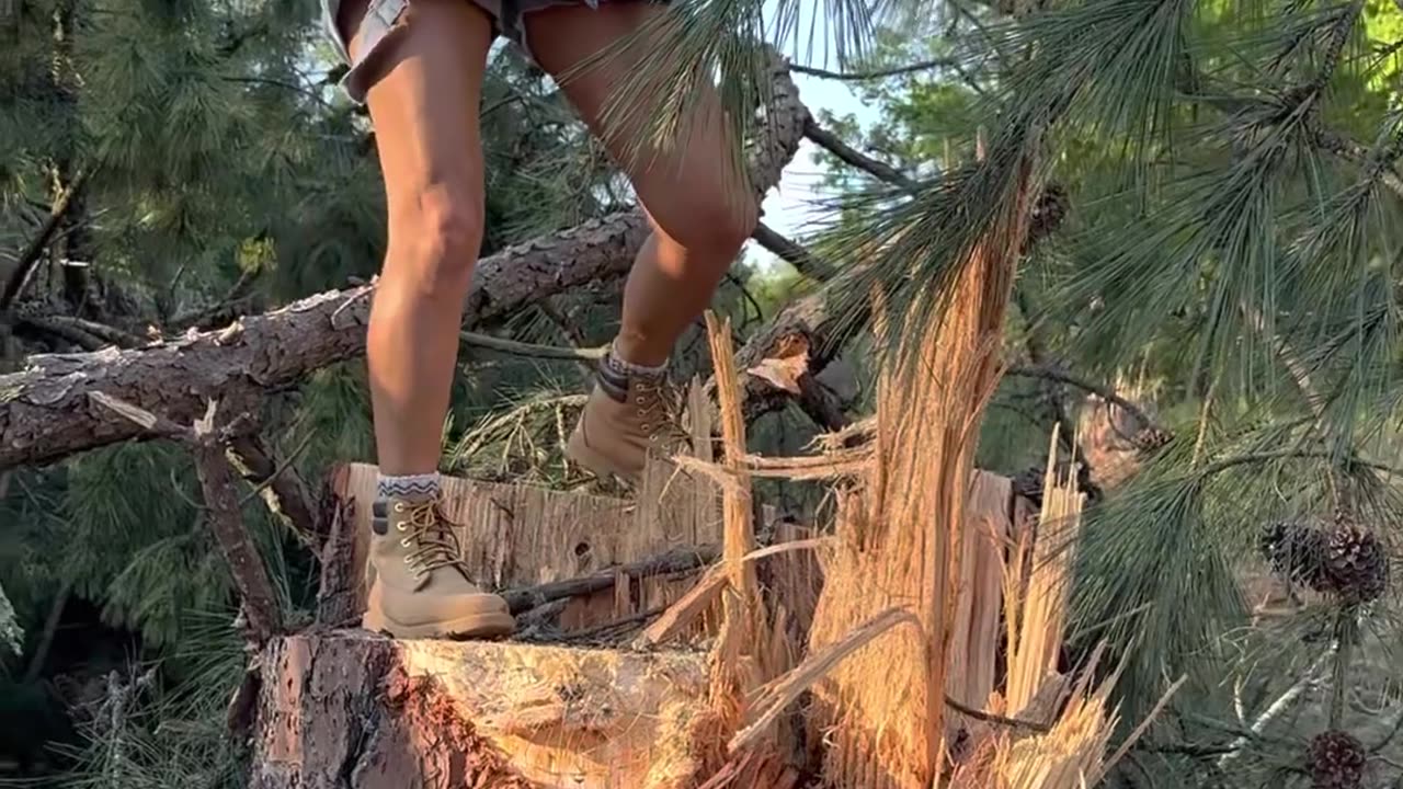 Here’s what a hundred ft. pine tree looks like. #themaryburke