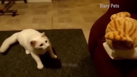 Funny animal video 😺🐈😺😺🐈 comedy video kid and clip