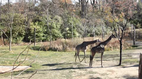 Giraffe walking while another eats