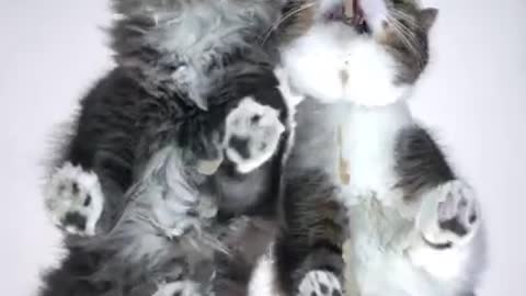 Top funny cats video