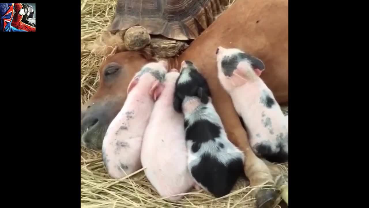 Cute Baby animals Compilationš£