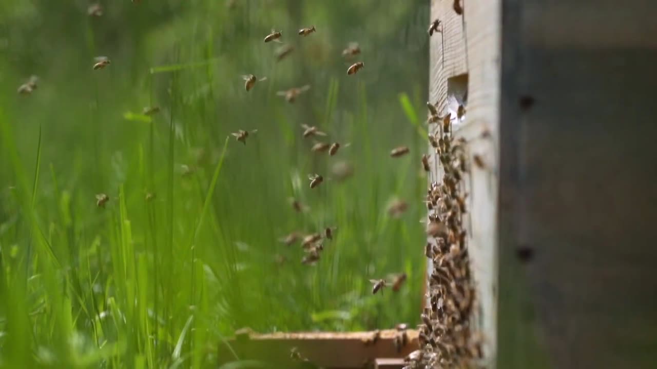 Wildlife Animals _ Safari Moments _ Forest _ Free HD Videos