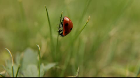 ladybug,ladybird