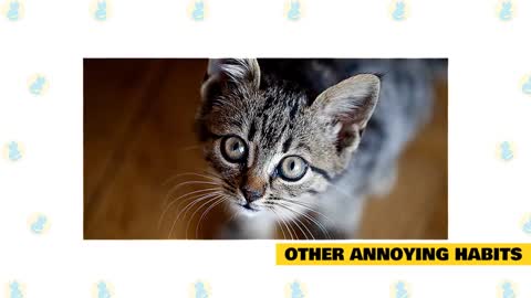 Basic Cat training Trip