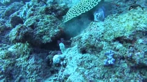 Moray Eel Vs Octopus I Amazing Battle Under Seabed