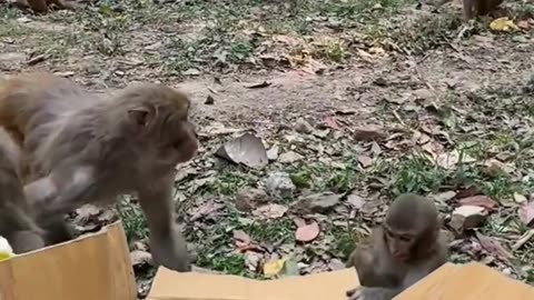 How do monkeys respond to their favorite meal , Bananas ??