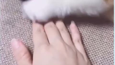 Cute Puppies and Funny / Smart Dogs Compilation