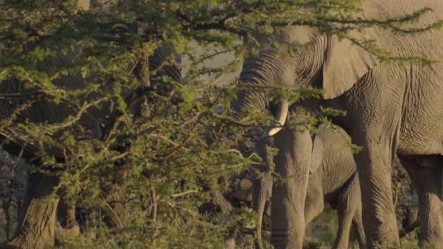 Animals of Asia 4K - Scenic Wildlife Film With Calming #2