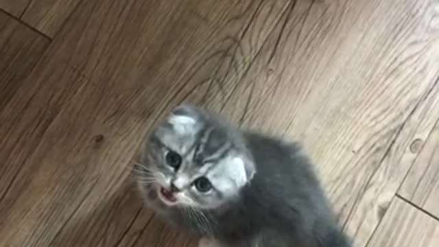 Baby cat who wants to play