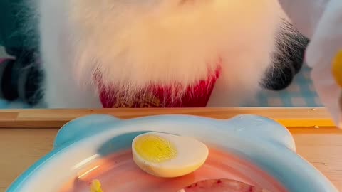 cat food recalls
