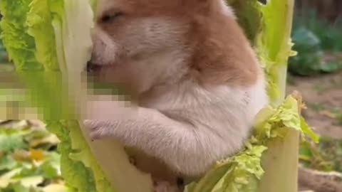 Best funny swet puppy🐶🐕☀
