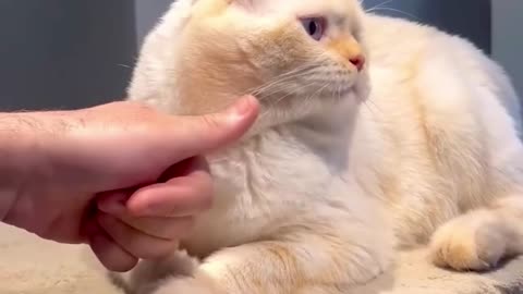 Cute cat count money