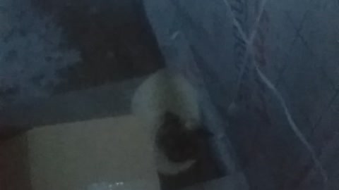 night guest cat
