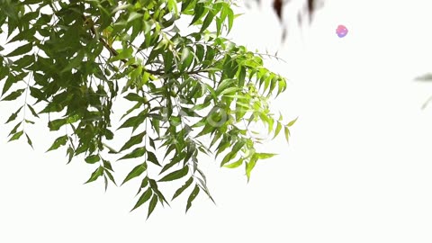 Neem leaves 🍃 Tea